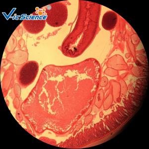 China Medical Human Parasitology Slides 50pcs EU Standard Glass Material For College wholesale