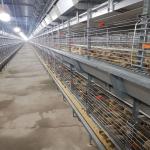 Baby Chicken Galvanized Multi Poultry Broiler Cage Chicken Raising Automatic