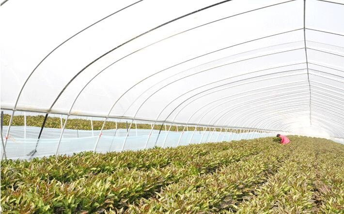 Agriculture Single Tunnel Greenhouse / Cold Frame Greenhouse Beam Mount Space 0.8-1.2M