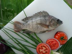 China Tilapia gutted &amp; scaled wholesale