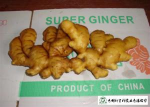 China Medicinal Value Organic Fresh Ginger , Chinese Fresh Young Ginger For Swelling wholesale