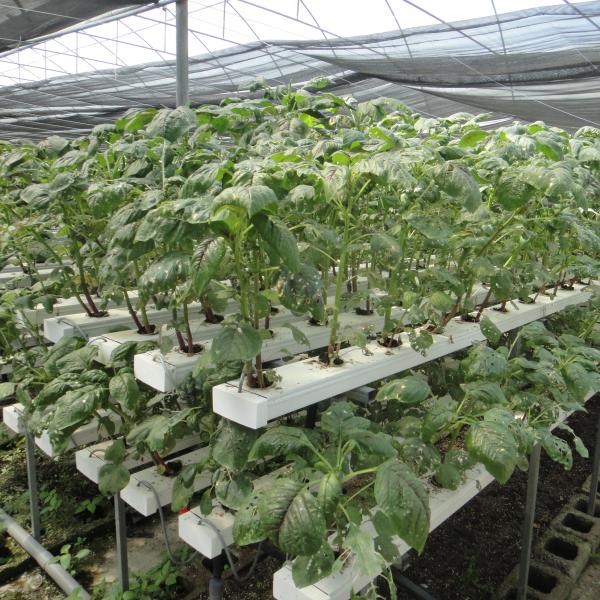 Commercial NFT Single Hydroponic System Growing Vegetable with Film Cover
