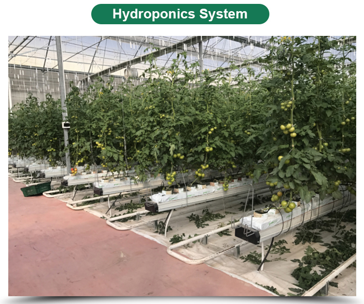 Automatic Controlling System Single Layer Greenhouse for Commercial Korean Model Film