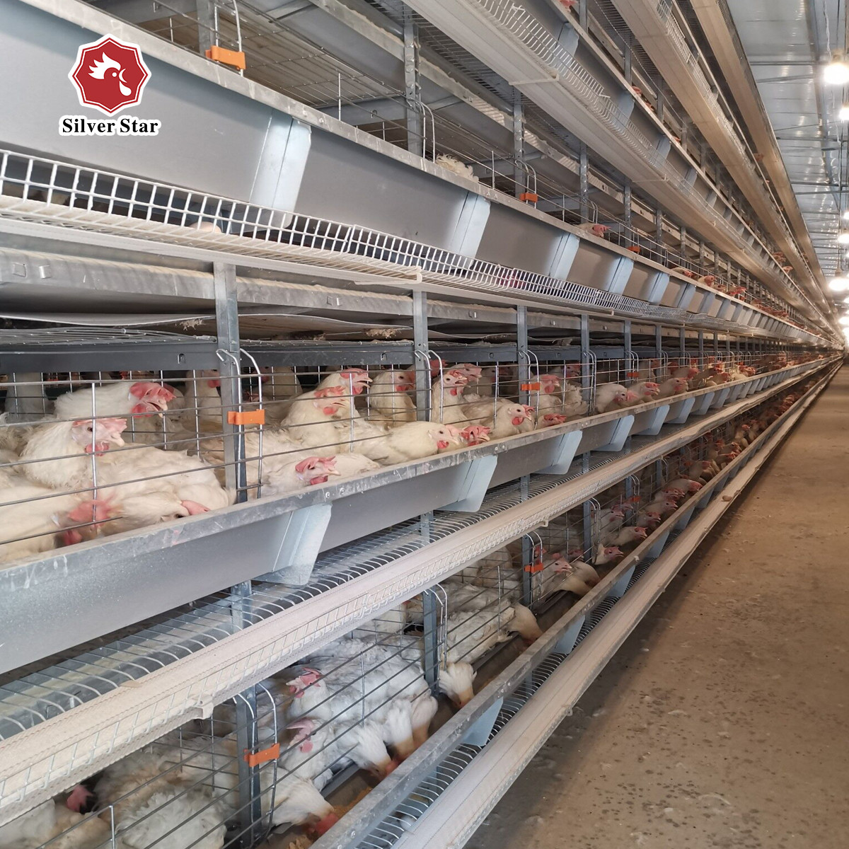 Breeding Battery Chicken Cage 126 Birds / Set Full Automatic Equipment