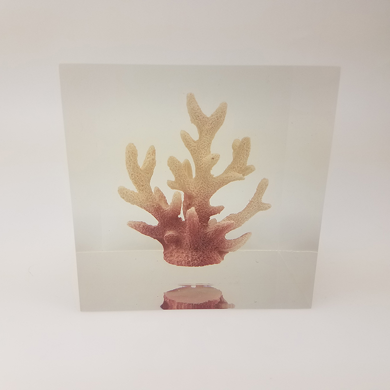 Transparent resin cube brick paperweight with Coral inside