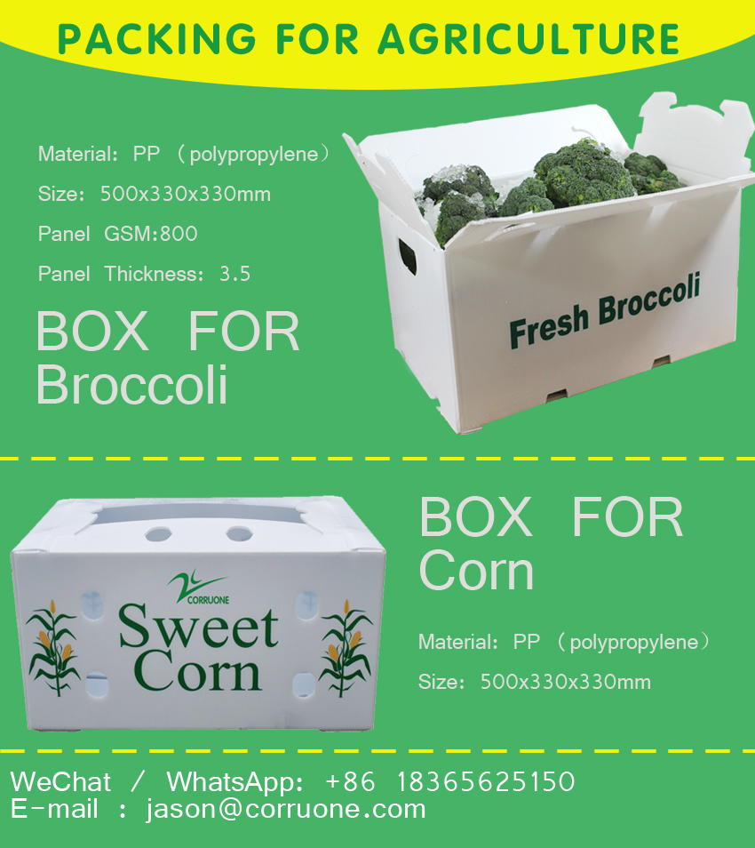 OEM Broccoli Fruit Corrugated Boxes Corrugated Plastic Delivery Box