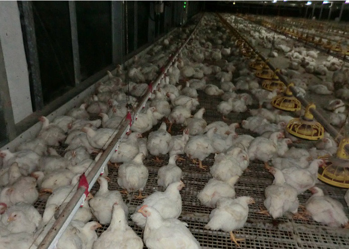 1.1kw Automatic Chicken Feeders And Waterers 450kg/H Delivery