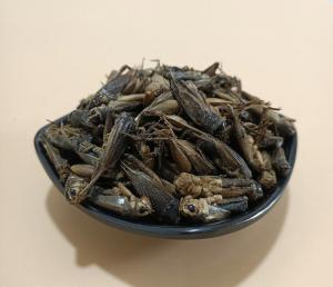 China Stocked Dried Crickets with Mild Smell and 100% Natural Ingredient wholesale