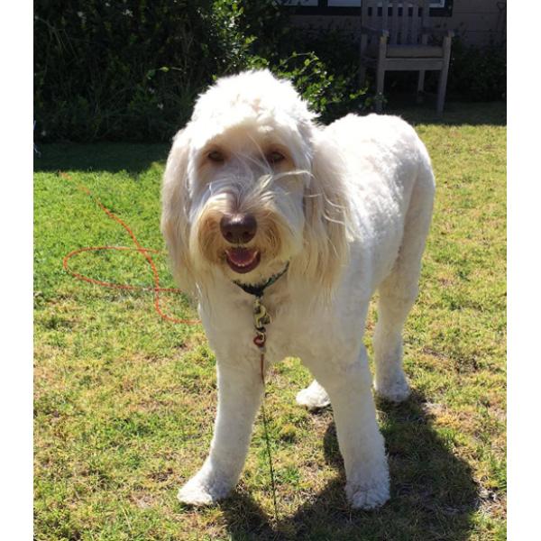 long slip lead for dogs
