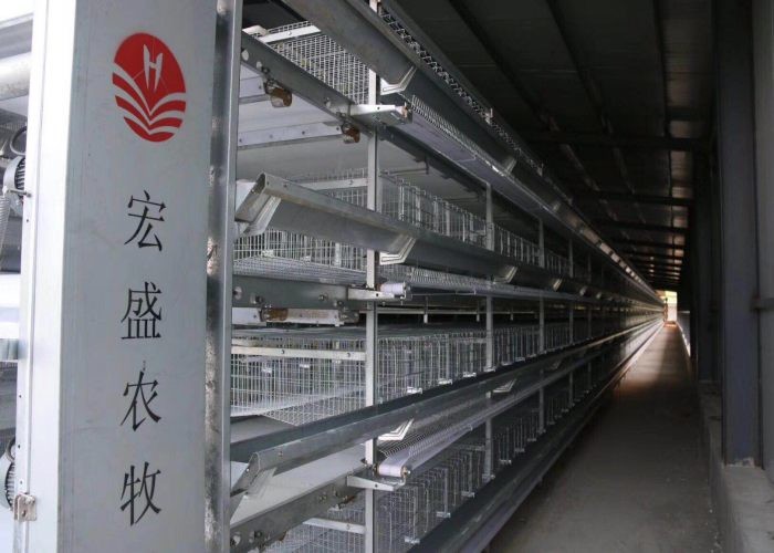 Hot-dip galvanizing technology Reliable Layer Poultry Farming Equipment / Egg Laying Chicken Cages