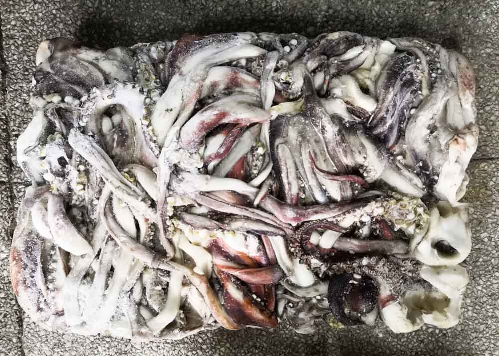 20 Kg Equator Squid Bqf Dosidicus Gigas Store Condition -18℃ Or Below