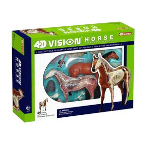China Educational Master 18cm 4d Anatomy Model 19 Parts wholesale
