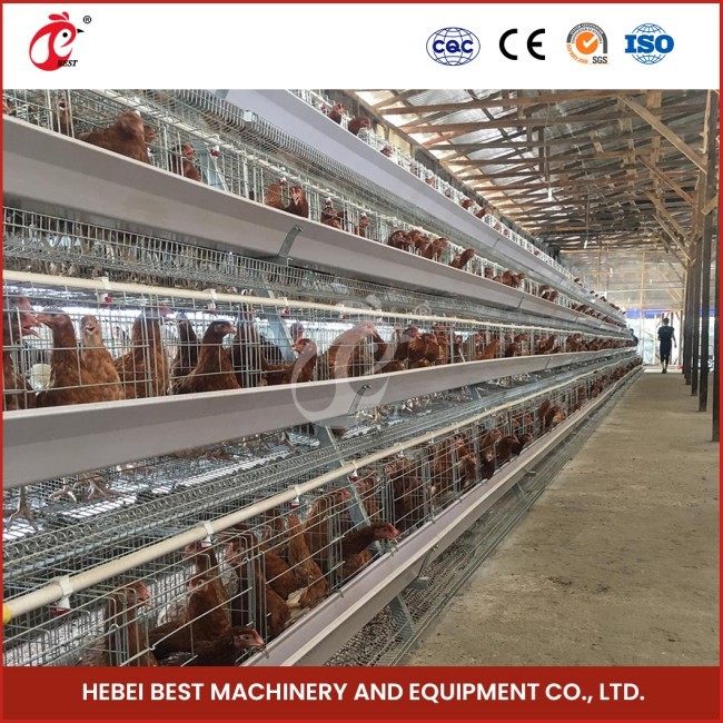 Chicken Farm 1000 Birds Automated Battery Cage System Poultry 4 Cells For Chickens Star