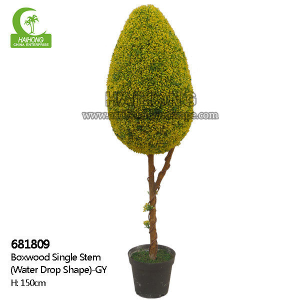 boxwood single trunk