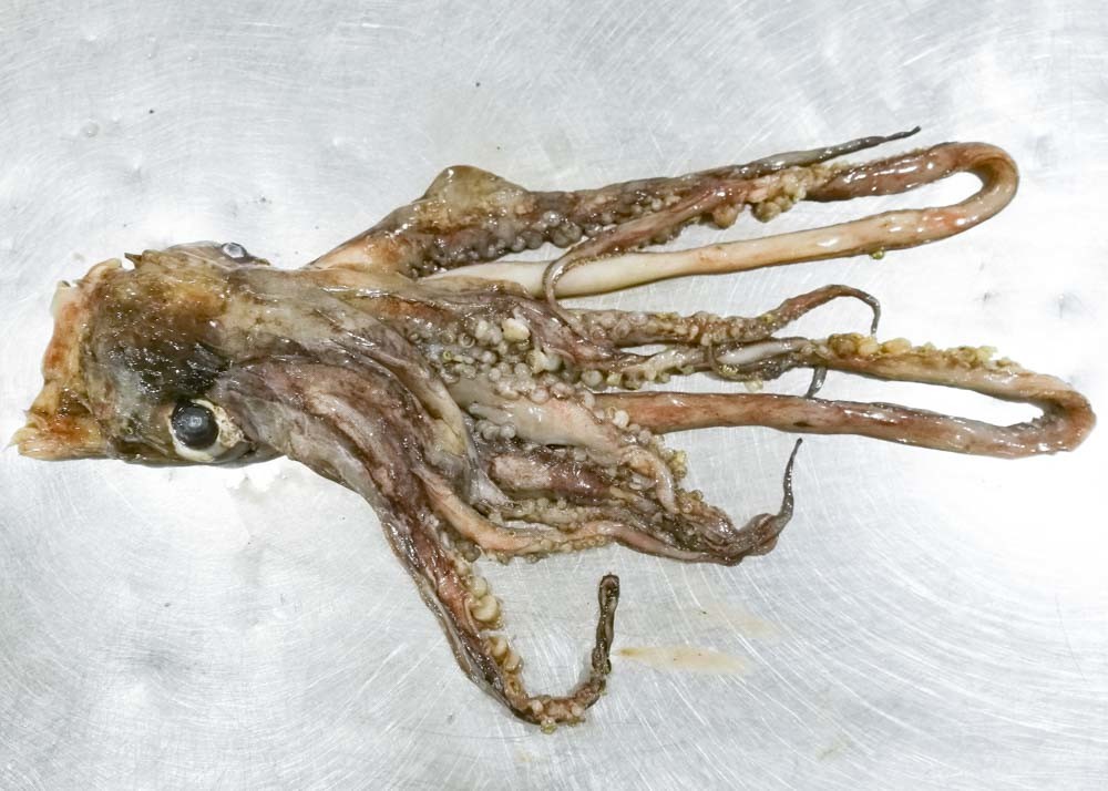 3-008 Equator Squid Tentacles Whole Neck On Chinese Ocean Vessels