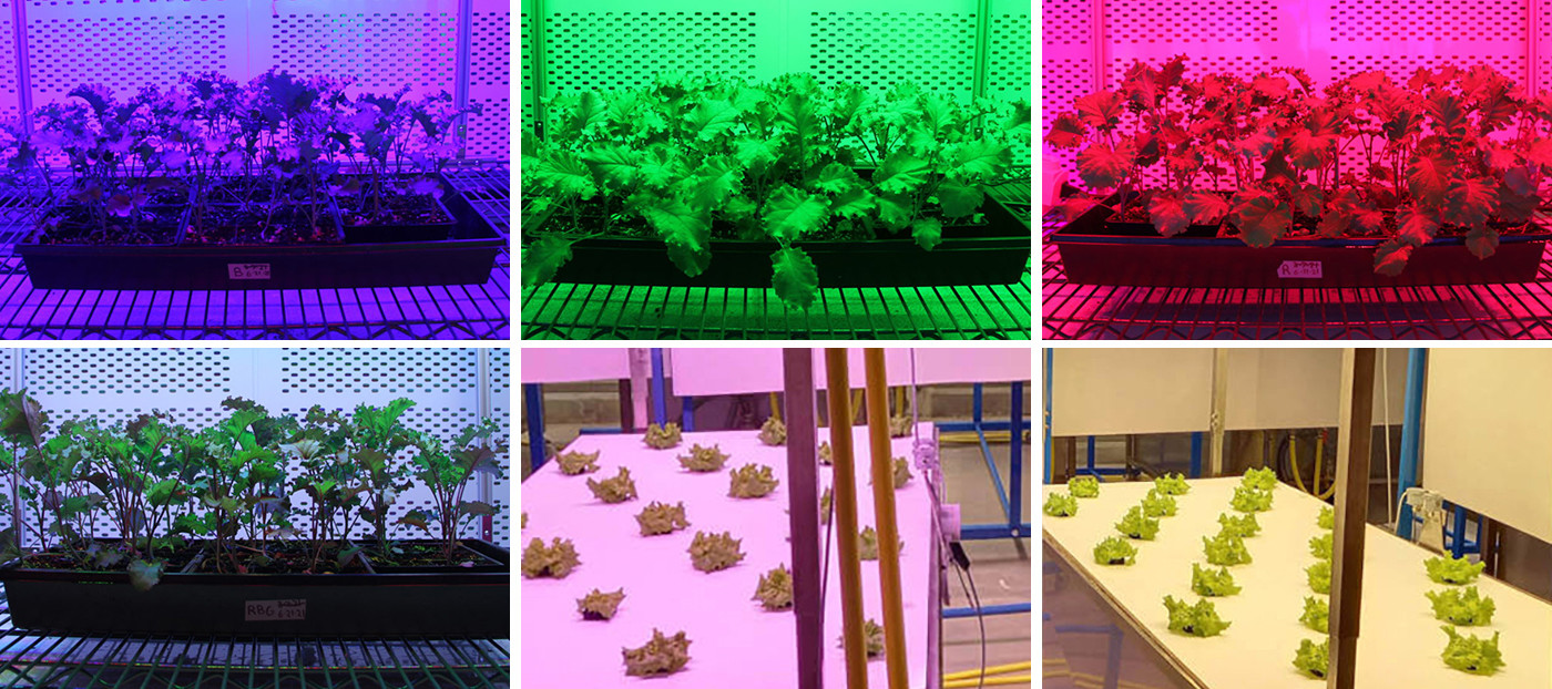 640W LED Toplighting Grow Light High Value High Efficacy Greenhouse Supplemental Lighting HPS Replacement