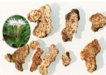 Large Headed Rhizoma Atractylodis , Highly Safe Chinese Herbs For Healing