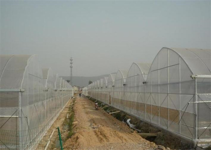High Strength Double Layer Greenhouse , Custom Greenhouse 4m Bay Width