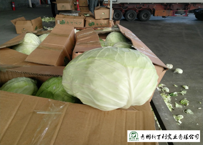 Cold Tolerant Common Cabbage Vegetable Low Calories Easy Store Fit Wholesaler