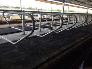 China Dairy Farm Livestock Divided Panels Q235 Cow Free Stall wholesale