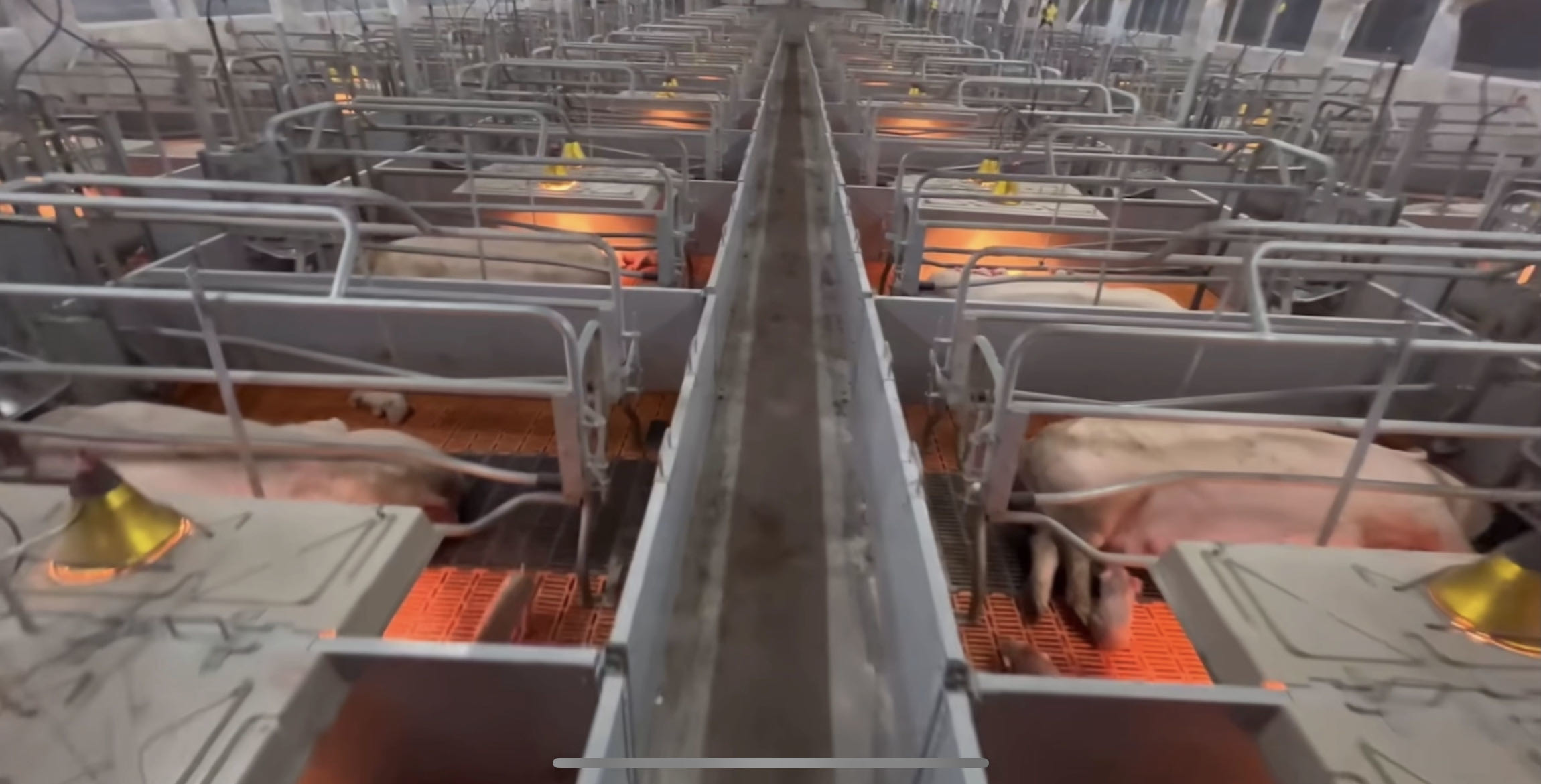 Animal Farming Polypropylene Plastic Slat Flooring For Sheep Goat Pig