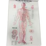 English Acupuncture Wall Chart 7PCS Per Set Human Acupuncture Chart