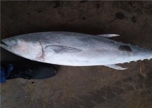 China BQF Freezing 6kg Whole Round Frozen Yellowfin Tuna wholesale