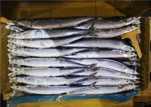 China 60g 70g Bulk #1 High Protein Frozen Pacific Saury wholesale