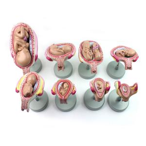 China 11kgs 33cm Fetal Development Models For Medical Education wholesale