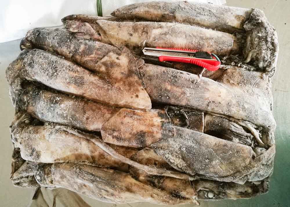 frozen giant squid 500-100 dosidicus gigas BQF good freshness Peru giant squid frozen squid rings
