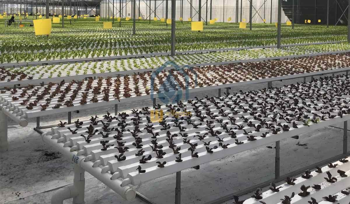 Greenhouse Hydroponic Vertical NFT Hydroponic System Soilless Vegetable Planting Troughs