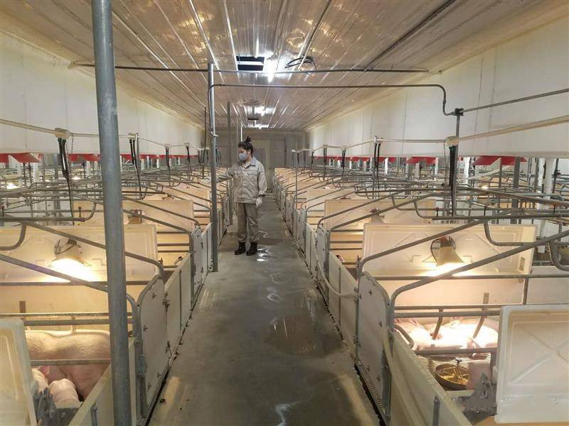 Pig Farm Accessories Sow Delivery Cage For Farrowing Galvanized Steel
