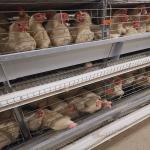 China 3-8 Tiers Enclosed Chicken Laying Eggs Cage , SGS Automated Battery Cage System For Layers for sale