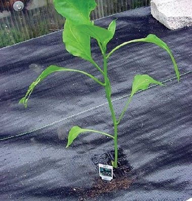 1 Gallon black plant nursery pruning root pot root nursery pot by all direction air-pruning root design