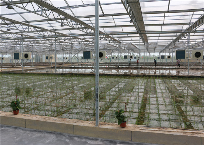 150 / 200mic Covering Plastic Film Greenhouse For Greenhouse Seedling Growing