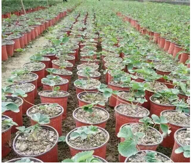 New Greenhouse using small plastic flower nursery pots double color flower pot