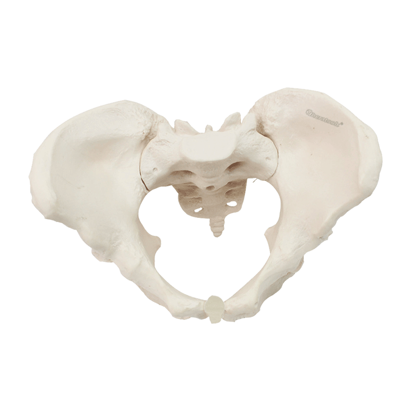 Eco-friendly PVC 1:1 Life Size Medical Education Artistic Creation Design Ergonomics Physical Education Female Pelvic Model