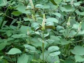 2 - 3mm Size Natural Agricultural Products Gray Perilla Seeds For Oil