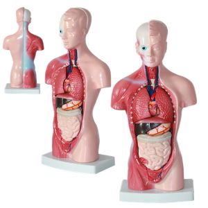China Wholesale Medical Human Trunk Model Manikins For Surgery Training wholesale