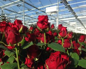 China High Output PC Sheet Greenhouse Nine Systems Combined For Flower Growing wholesale