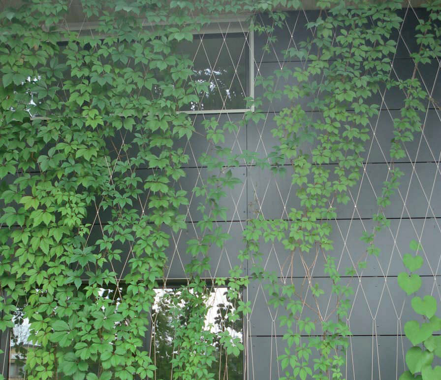 304 304L 316 316L Stainless Steel Plant Climbing Mesh