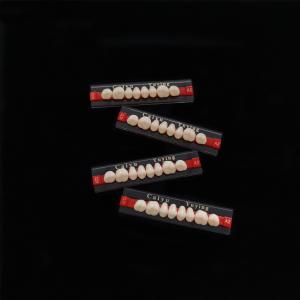 China Acrylic Resin Teeth Posteriors Upper (8x1)x12 High Wear Resistance Composite Dentadura CE ISO Manufacturer wholesale