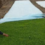 200Gsm Mulching Sheet For Agriculture