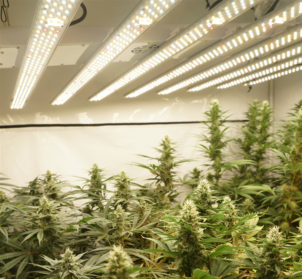 Intelligent Smart Grow Lamp / Led Bloom Lights 360W 2.3μMol/J B6-9HS