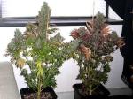 2.5µMol/J 1000 Watt Indoor Grow Lights