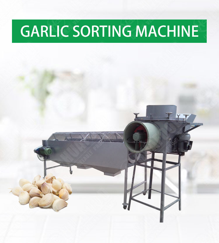 1000kg/h Automatic Food Processing Machines Garlic Peeling Grading Sorting Machine