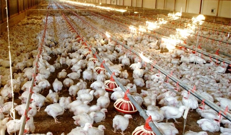 Automatic Pan Feeding System Poultry Farm Equipment