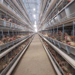 China H Type Chicken Layer Battery Cage Poultry Farm Equipment Automatic 10 Tiers wholesale