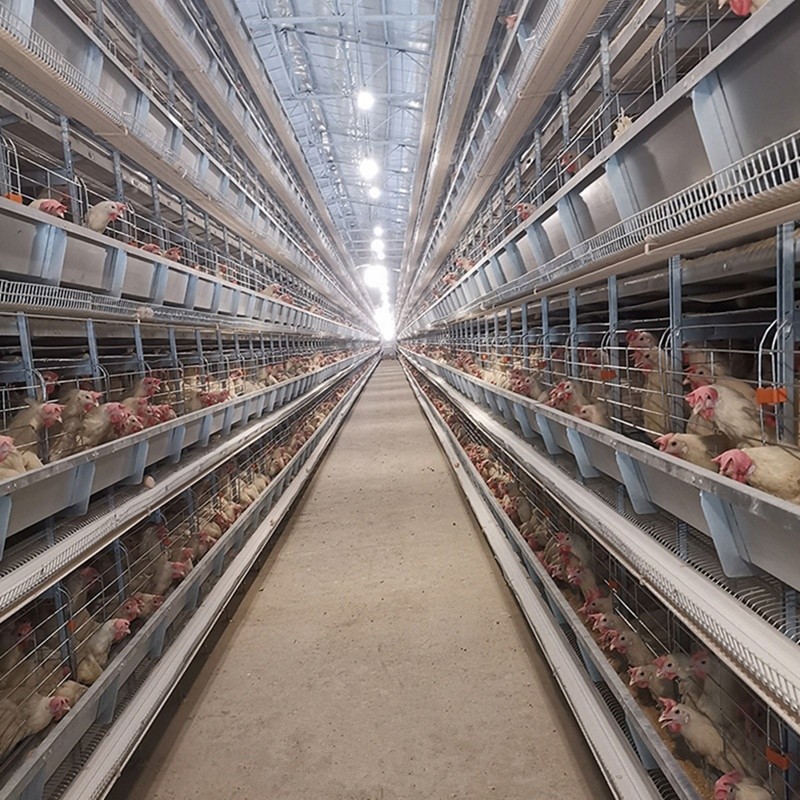 H Type Farms Layer Chicken Cage 128 / 160 9 Tiers Hot Dipped