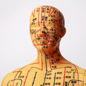 China Flexible Chinese Medicine Acupuncture Model For Medical Teaching wholesale